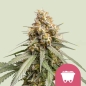 Preview: Shining Silver Haze Photo Seeds (Photoperiodic Sativa)